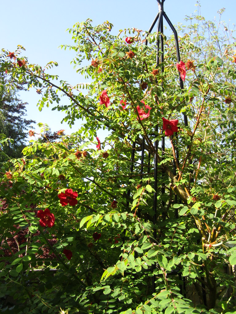 Rosa moyesii 'Geranium' My garden. Flowers and cats. This … Flickr