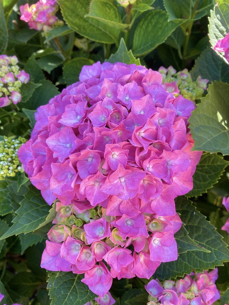 hydrangea Ks 70 Flickr