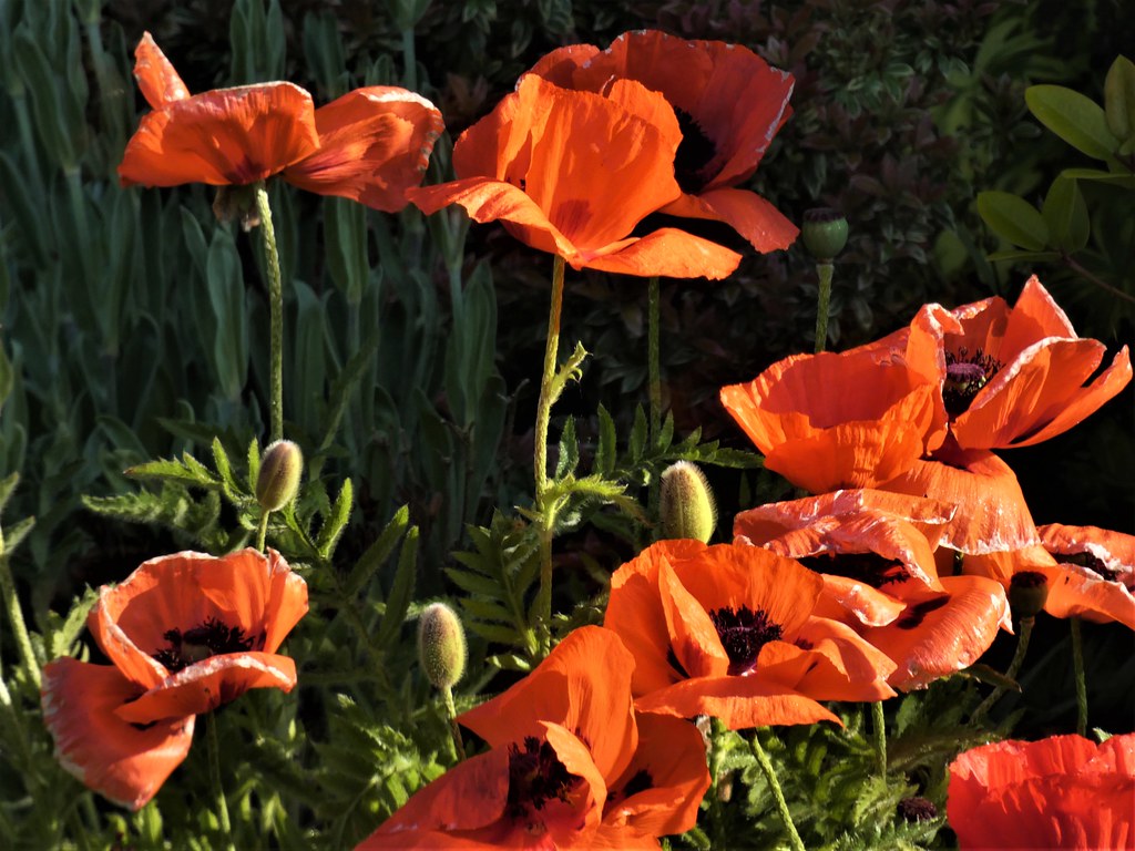 Californian poppies in shade sunlight does its work Flickr