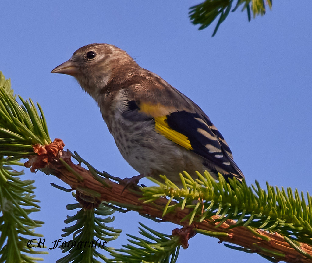 Stieglitz Jungvogel Carsten Röhr Flickr