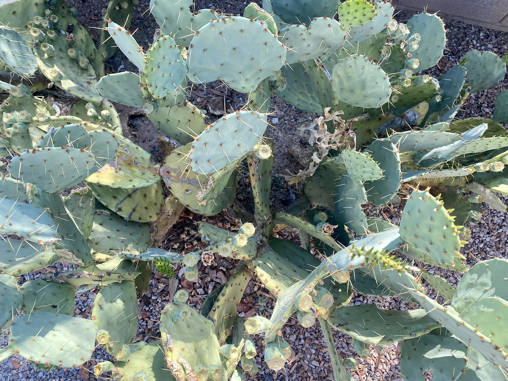Paddle Cactus Paddle Cactus captured from above Jakob Kotz Flickr