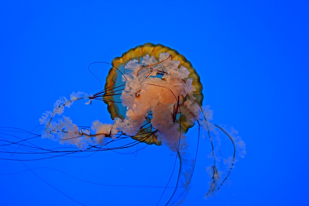 Pacific sea nettle at the National Aquarium [02] a photo on Flickriver