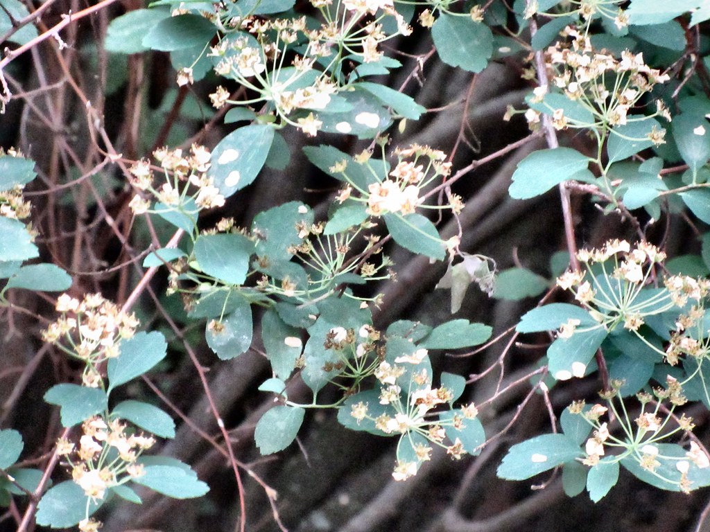 SPIREA FLOWERS LOSING THEIR PETALS 2 Rita L Flickr