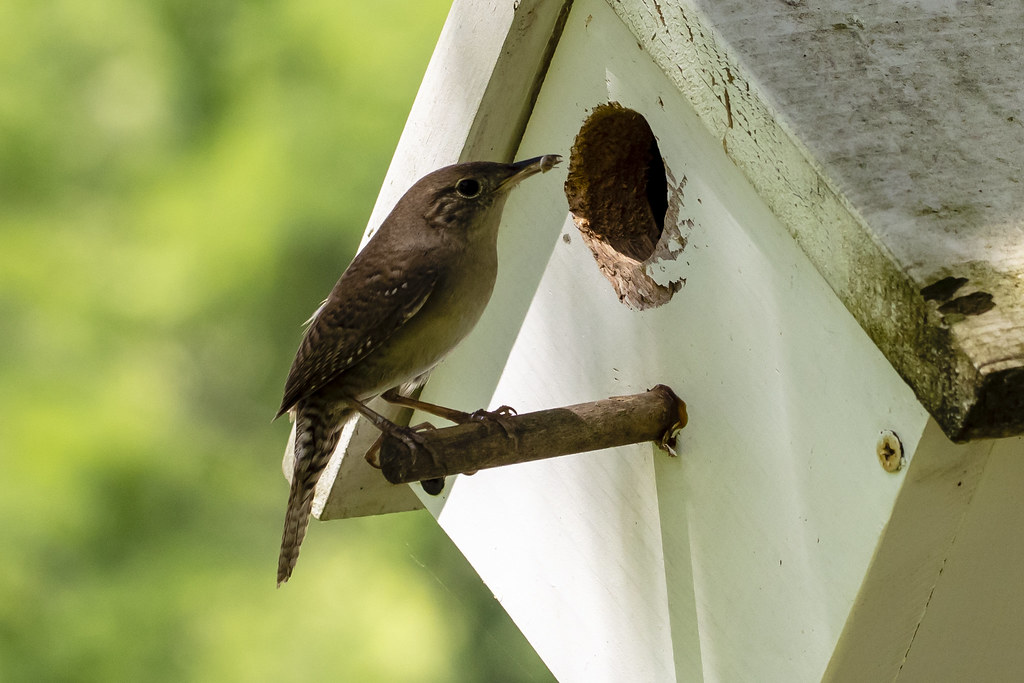 House Wren with food for young riskyrgo Flickr