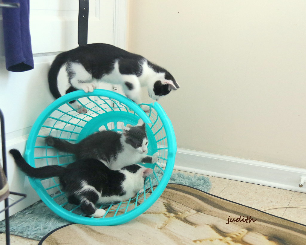 one laundry basket, hours of fun Who knew? I left this lau… Flickr