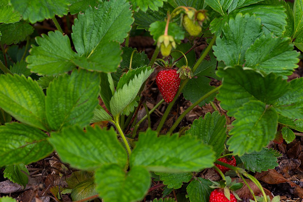 1643652022 June bearing Strawberries. Richard Gilbert Flickr