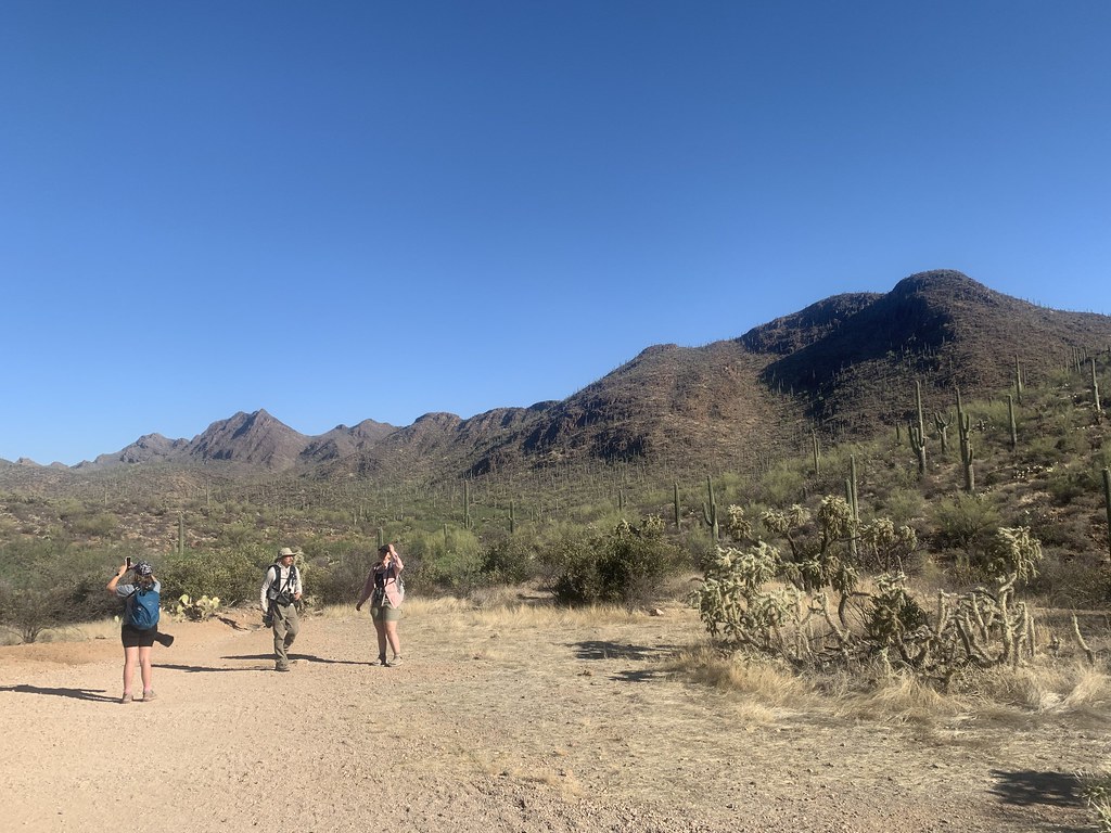 Cacti forest Saguaro National Park, Tucson, AZ Thomas Luhring Flickr