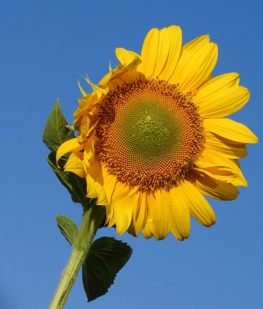 Windblown Sunflower Davis, Ca. Windy day in June, 2022. Ruby 2417