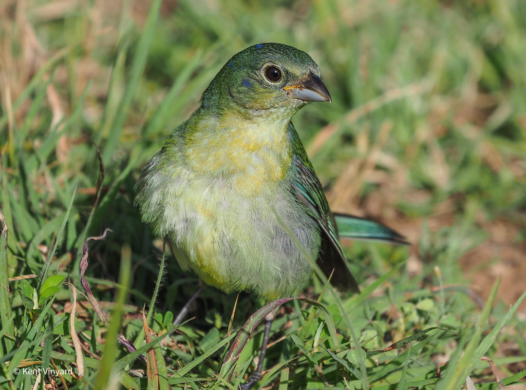 Painted Bunting Immature male bunting flew down to the gro… Flickr