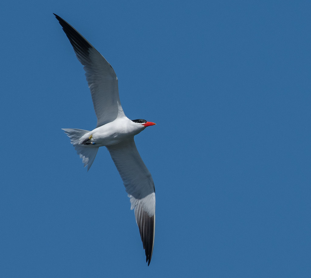 Caspian Tern 3405, Bodega Bay. I'll have to call this on… Flickr