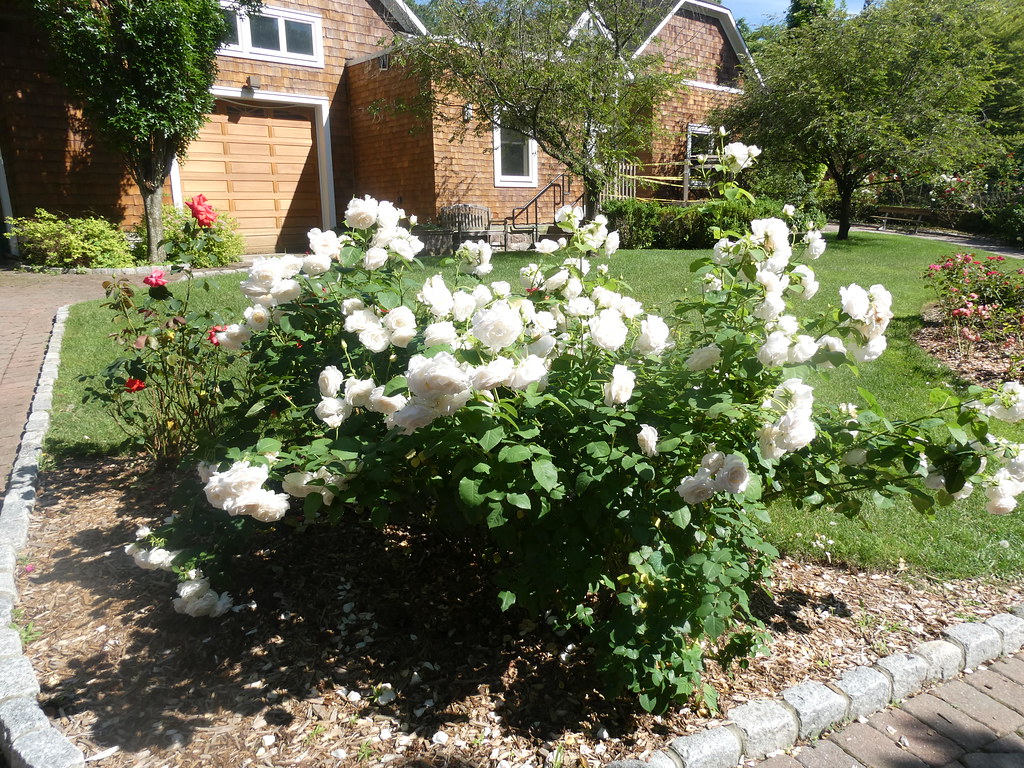 Davis Johnson Gardens Tenafly, New Jersey Simply all Rose… Flickr