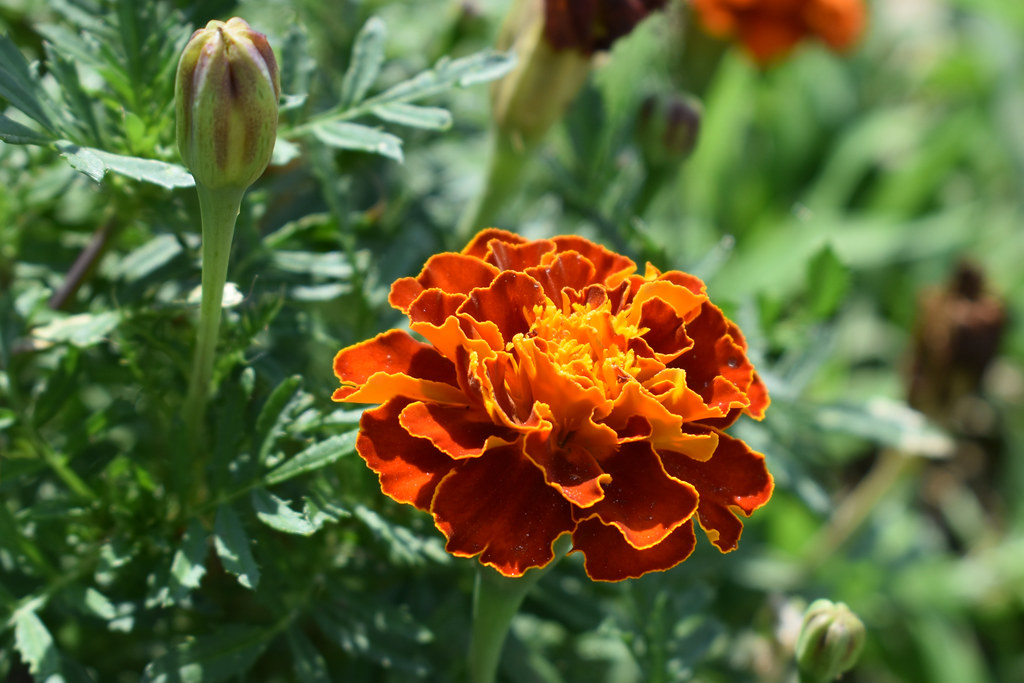 Marigold Bud And Blossom. Marigolds in my wife's garden. Flickr