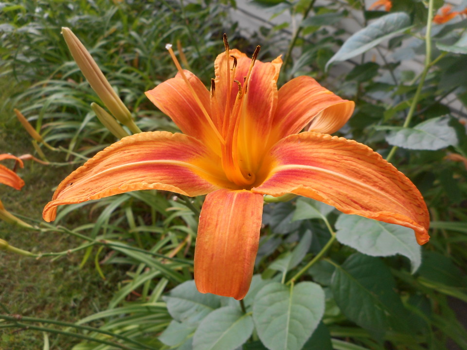 Day Lily Resized, but otherwise unedited. Glen Burnie, MD,… Flickr