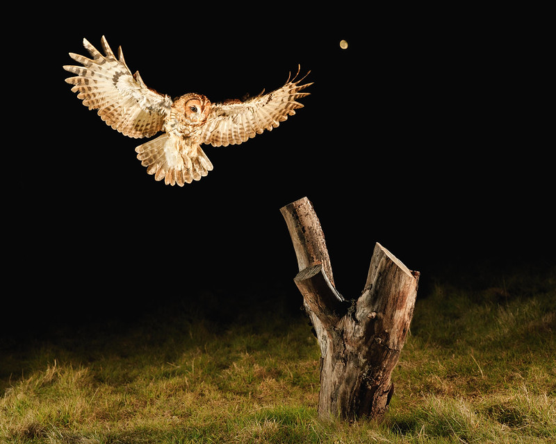 Tawny Owl Conservation Project Flickr
