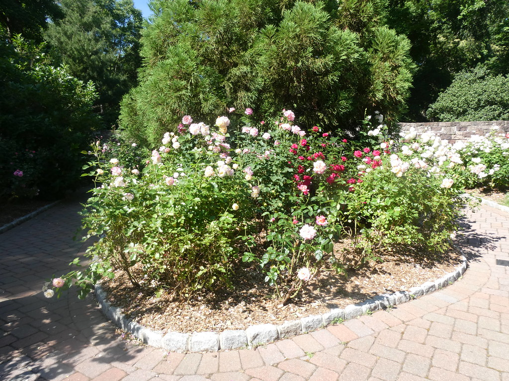 Davis Johnson Gardens Tenafly, New Jersey Simply all Rose… Flickr