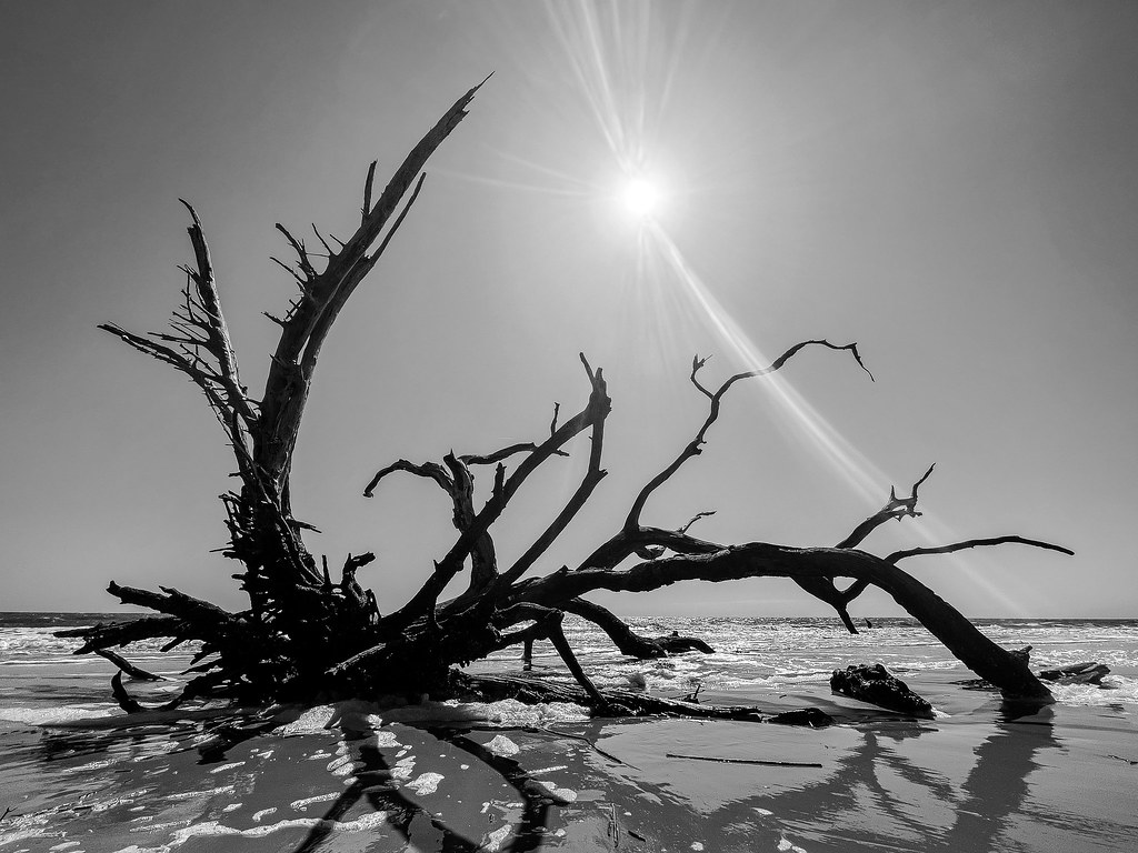 Driftwood Beach, Jekyll Island, Ga. Driftwood Beach, Jekyl… Flickr