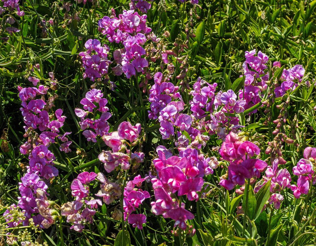 Point Reyes_06152022238 James Thomason Flickr