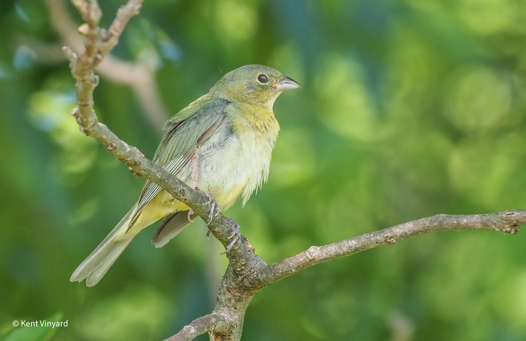 Painted Bunting Immature male sitting in a tree. Kent Vinyard Flickr