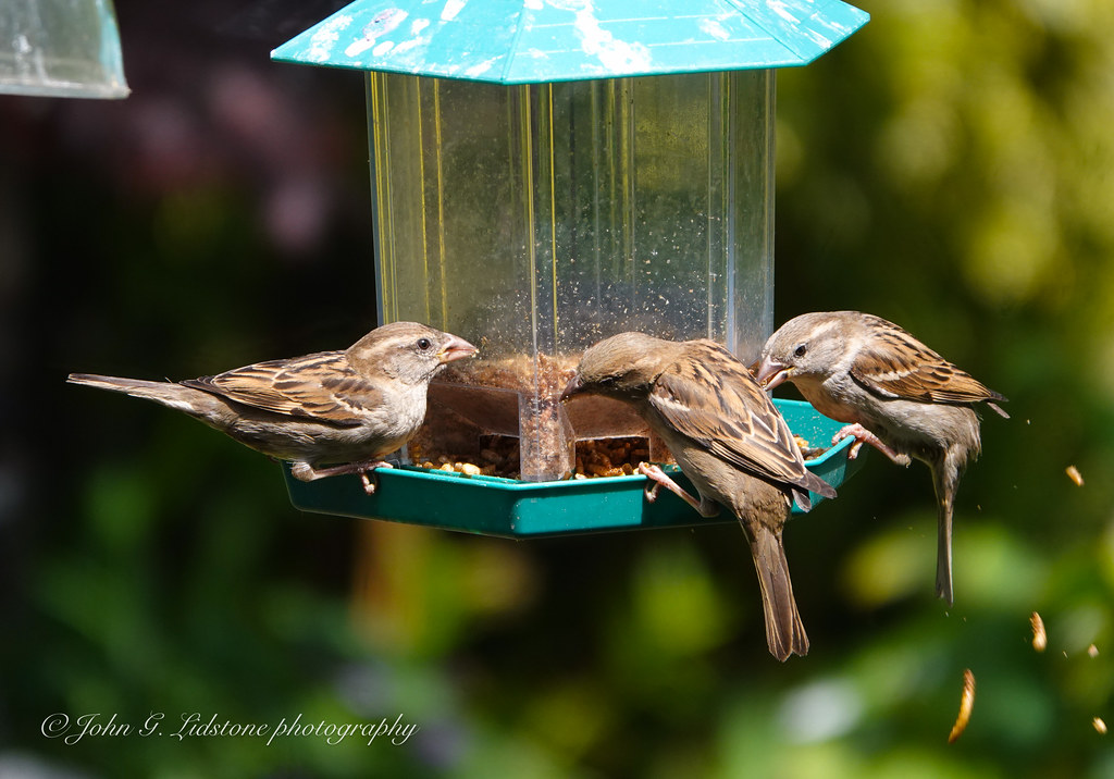 House sparrows enjoying dried mealworms Copyright © John G… Flickr