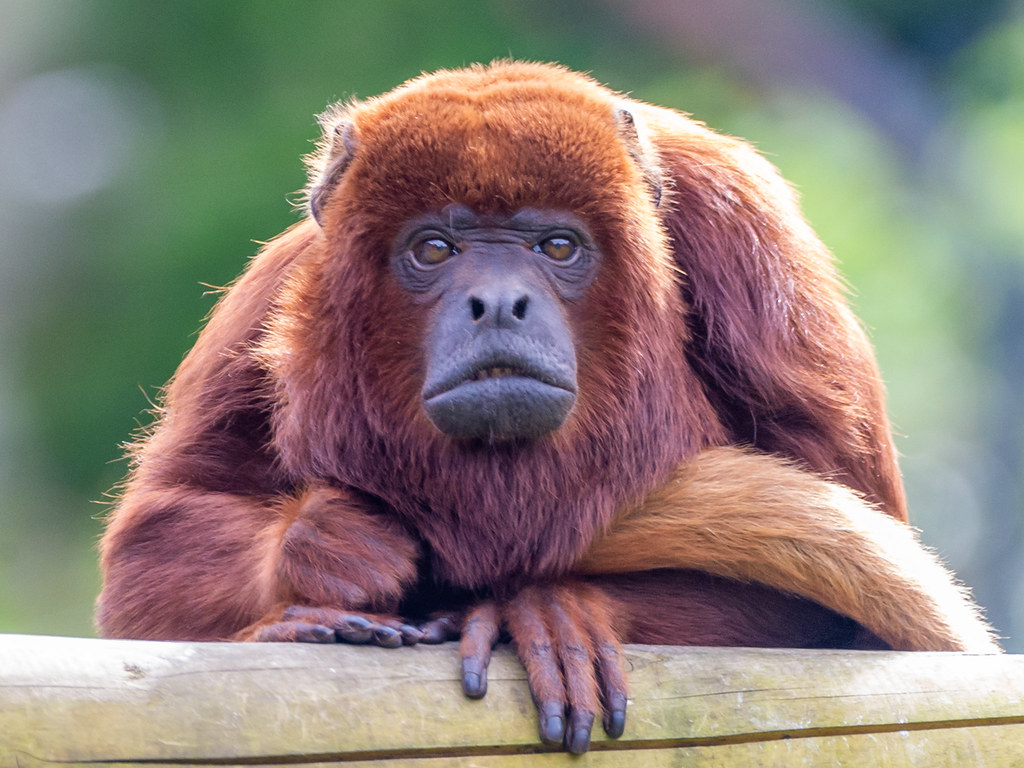 belfast zoo224 alan campbell Flickr