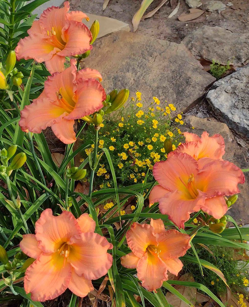 Daylily Smoky Mountain Autumn clump Annie_B2 Flickr