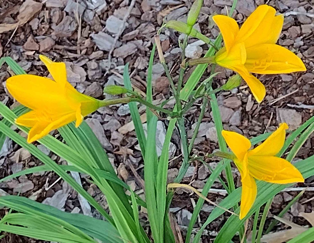 Daylily Golden Chimes trio Annie_B2 Flickr