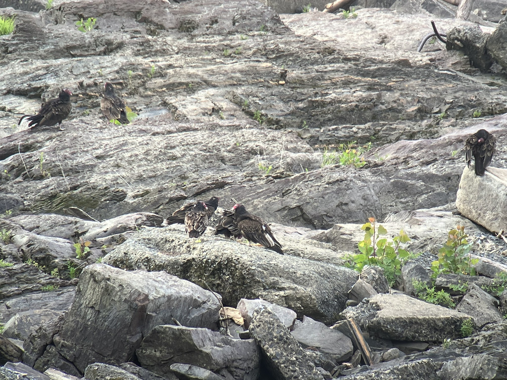Turkey Vultures Holyoke Dam, South Hadley, MA, Jun 16, 202… parulidaephotos Flickr
