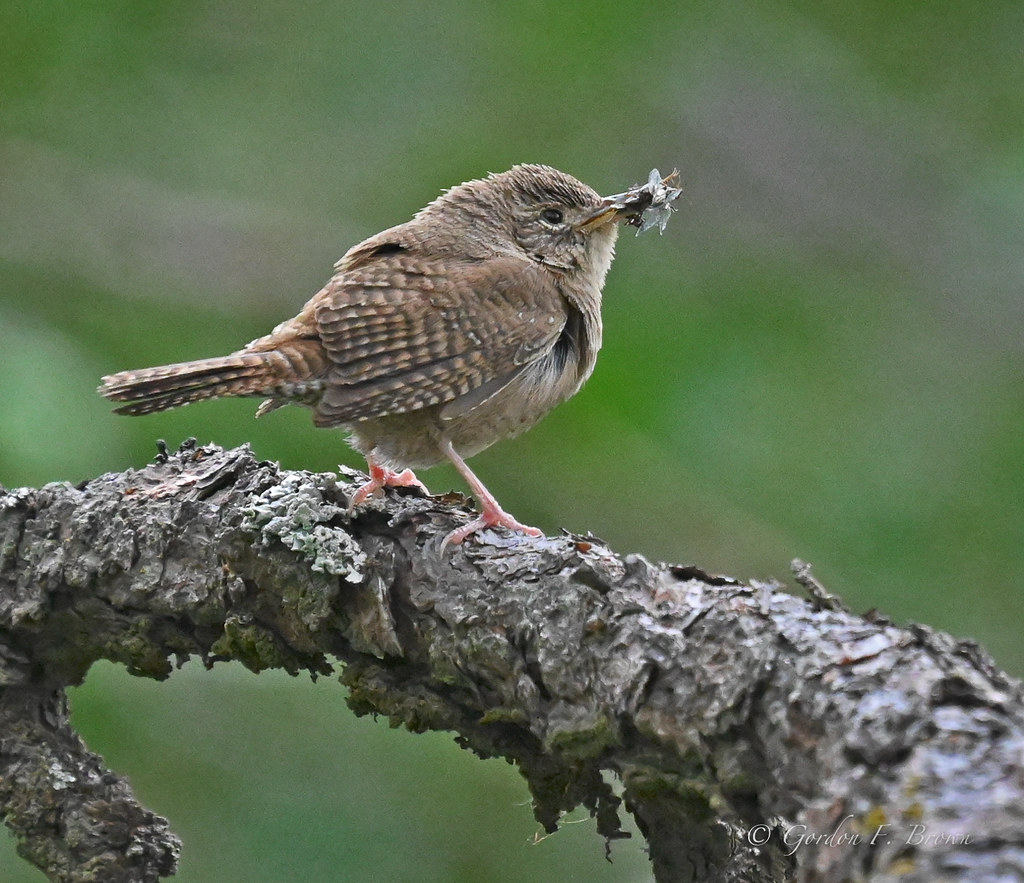House Wren . . . with food for nestlings. Gordon F. Brown Flickr