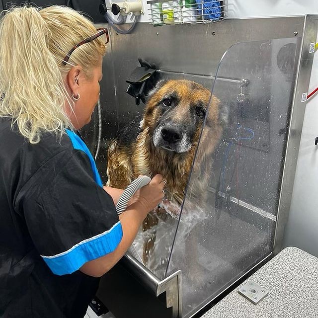 Dog wash near me Looking for mobile dog wash Las Vegas nea… Flickr
