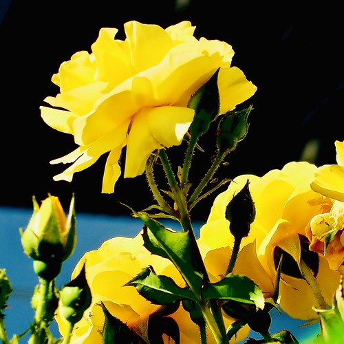 SPRING 2022! A lot more brightly colored SPRING 2022 flowe… Flickr