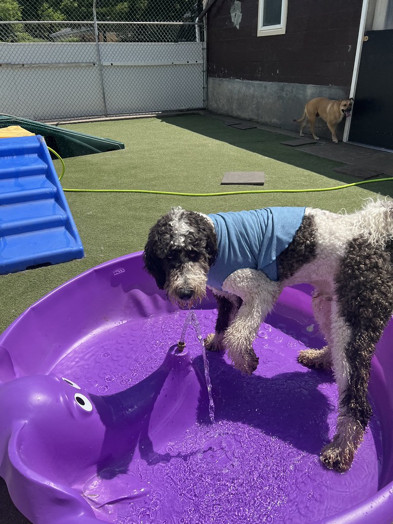 Untitled Holiday House Pet Resort and Training Center Flickr