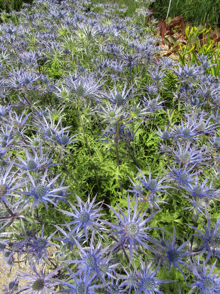 Eryngium 'Blue Waves' A trip to the Sir Harold Hillier Gar… Flickr