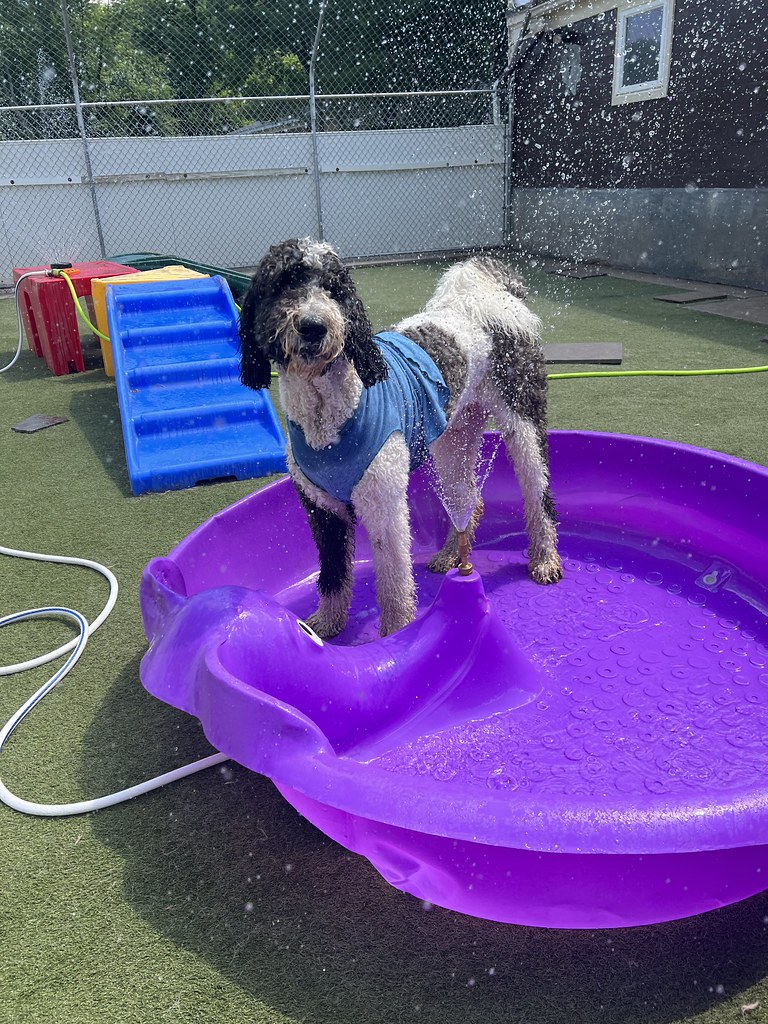 Untitled Holiday House Pet Resort and Training Center Flickr