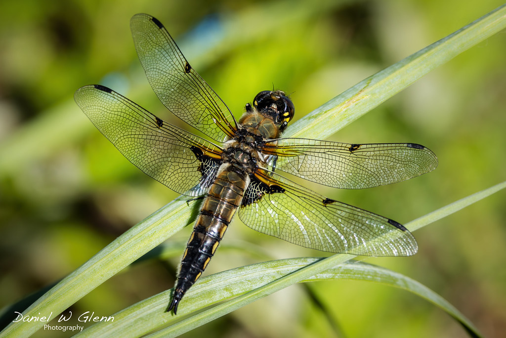 A moments rest The Alaska state insect, a fourspotted ski… Flickr