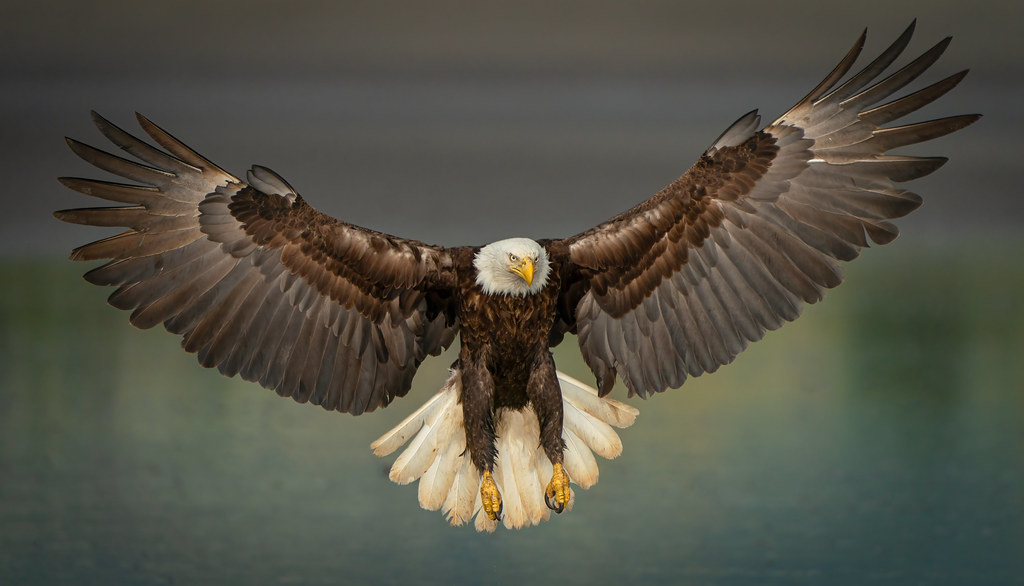 Bald Eagle in Alaska (Explored, June 19, 2022) A bald eagl… Flickr