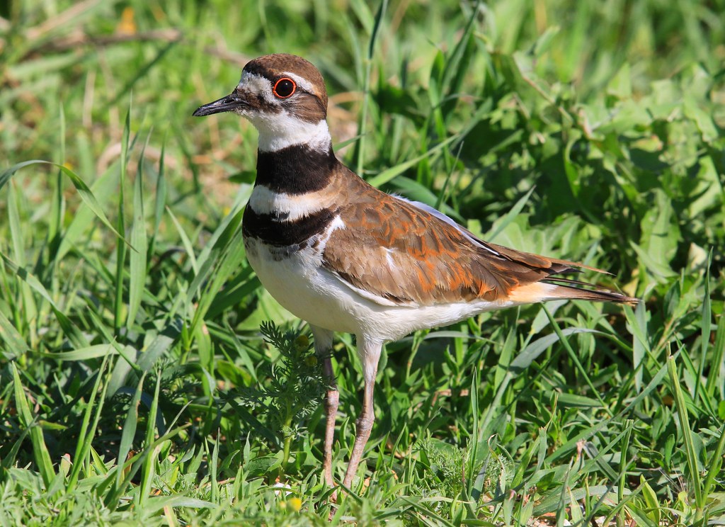 killdeer near Cardinal Marsh IA 2K3A7615 Mom has at least … Flickr