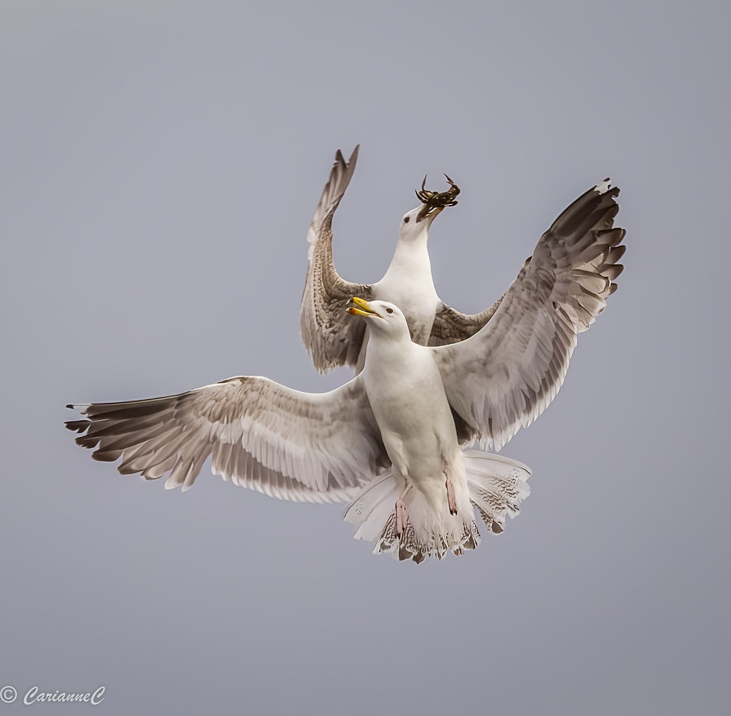 Herring Gull Food Grab 2 Herring Gull 09A8638 Flickr