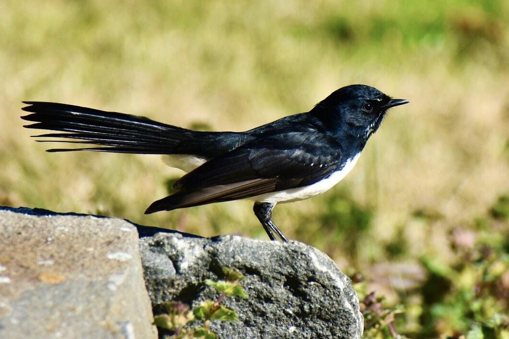 Cotter Dam ACT Brian Panneman Flickr