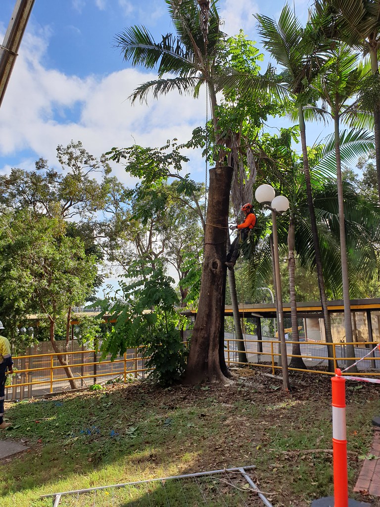 tree care specialist our tree care specialist removing a t… Flickr