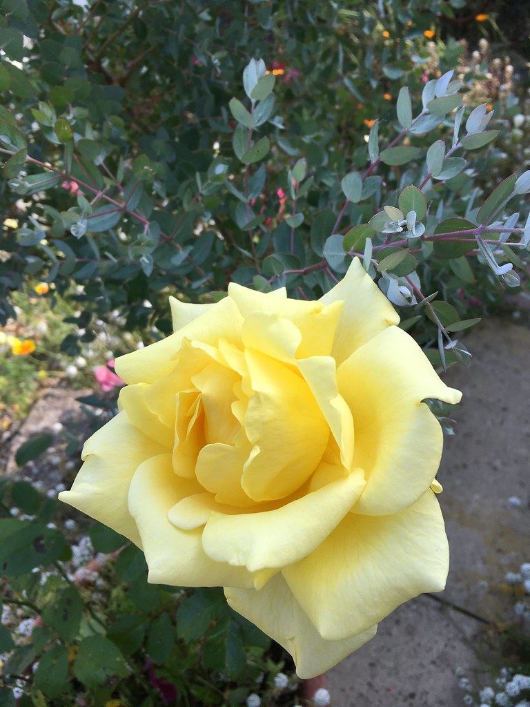 Butter Rose Why such display? Whats in it for the plant? W… Flickr