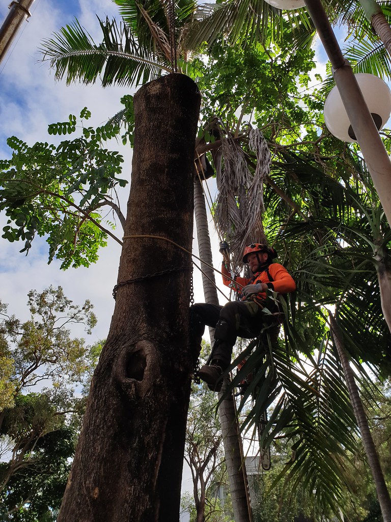 tree care specialists brisbane our tree care specialists b… Flickr