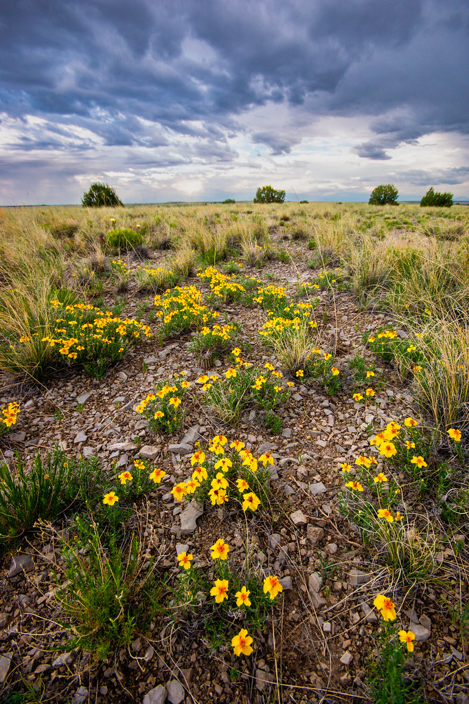 Yellow Prairie Flowers Gary Flickr