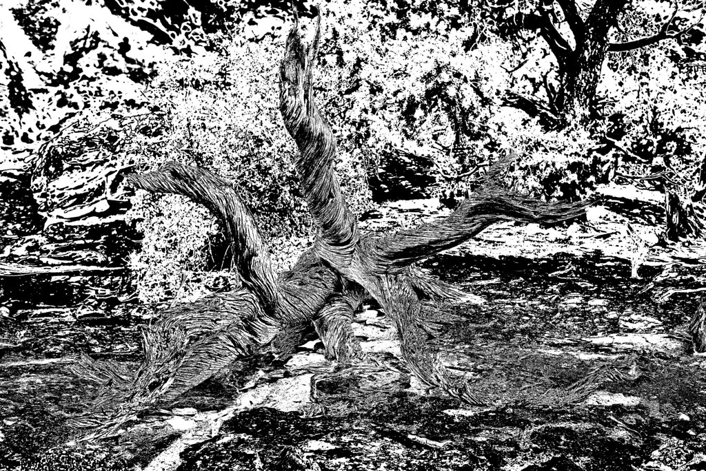 _MAC0352 Marc Chauvin Flickr