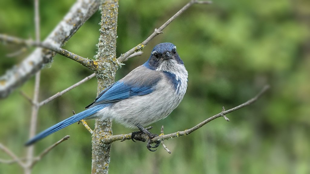 LBY01167studio Lance Youngquist Flickr