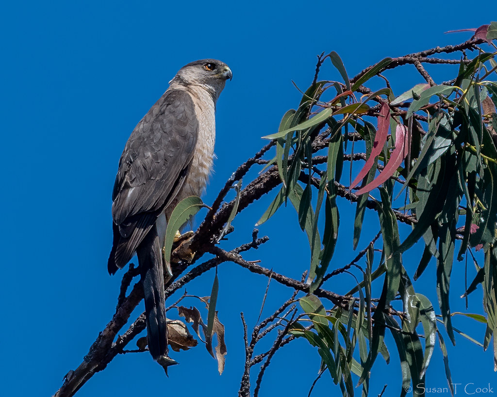 Cooper's Hawk Isla Vista Channel City Camera Club Flickr