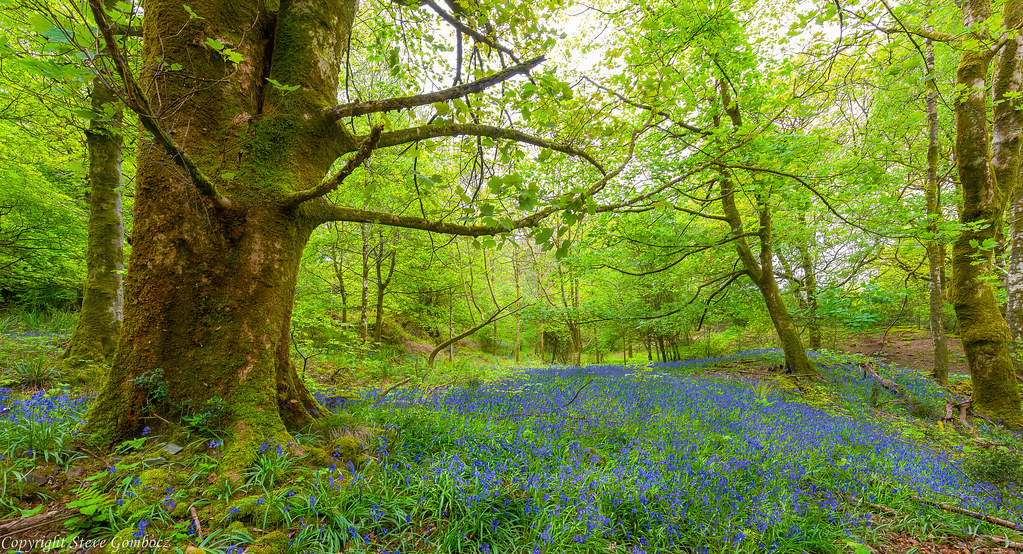 Blue Bell wood near to Windermere Blue Bell wood near to W… Flickr