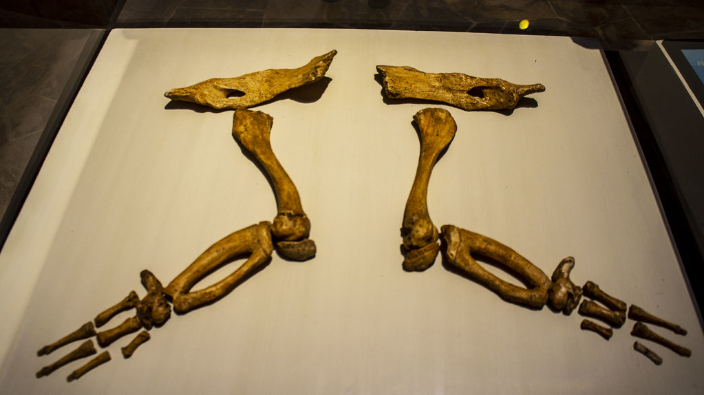 Basilosaurus hand limbs cast at Egypt's Fossils and Climat… Flickr