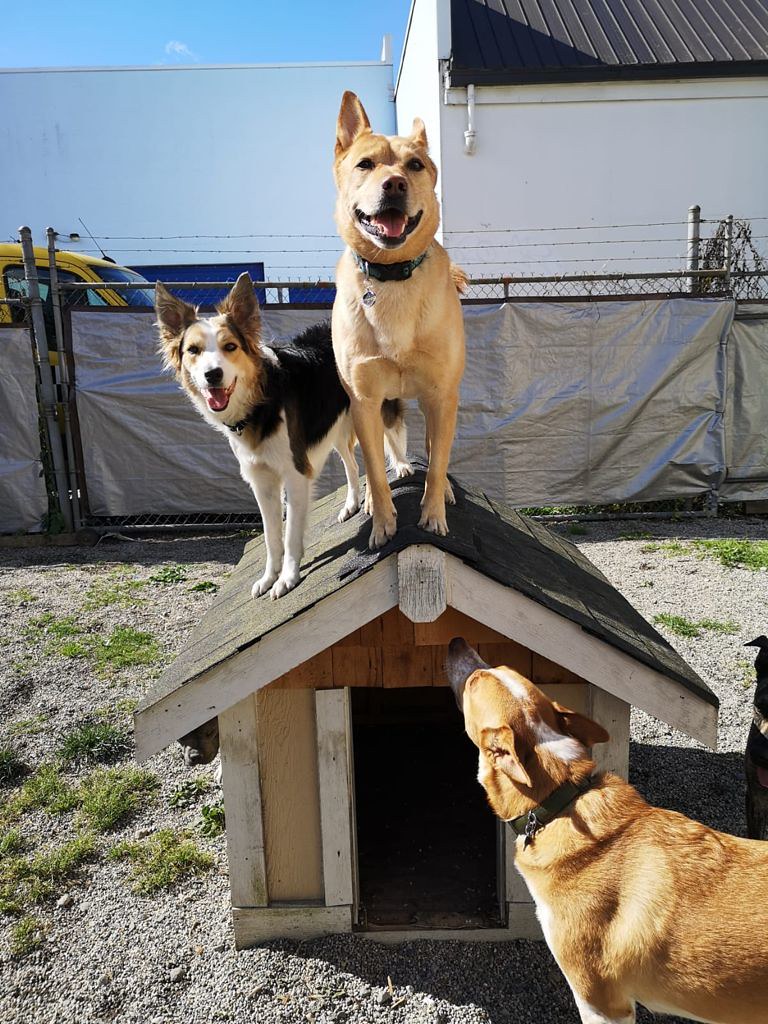 best dog park near me training play small large medium are… Flickr