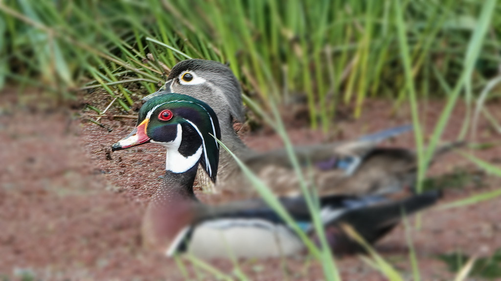 LBY01161studio Lance Youngquist Flickr