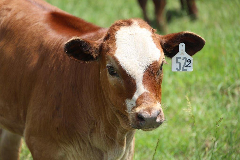 UAM cattle breeding program enters new phase